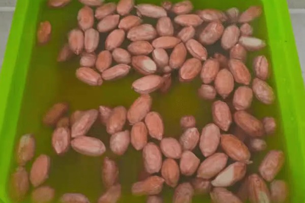 花生如何种植，播种前做好催芽处理