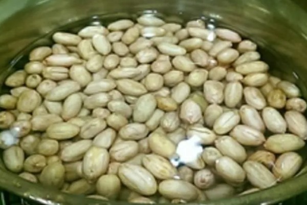 花生如何种植，播种前做好催芽处理