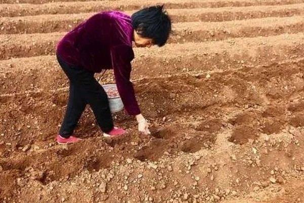 花生如何种植，播种前做好催芽处理