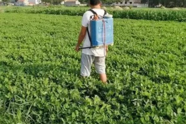 花生如何种植，播种前做好催芽处理