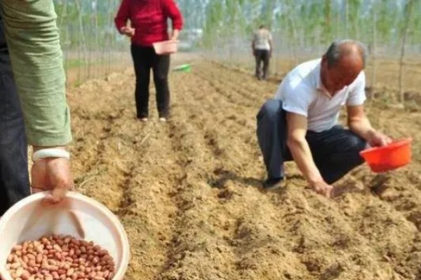 花生如何种植，播种前做好催芽处理