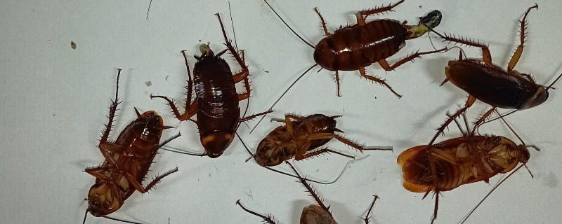 蟑螂有哪些生活习性，喜欢昼伏夜出