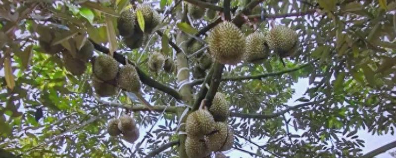 北方可以种榴莲树苗吗，在北方可以种