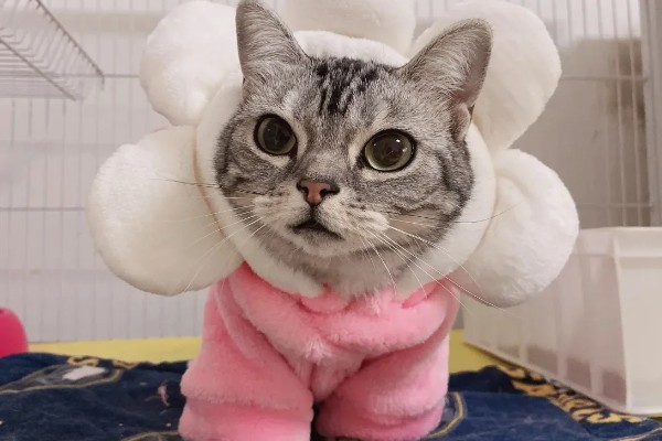 冬天预防猫咪感冒的措施，做好保暖工作是重点