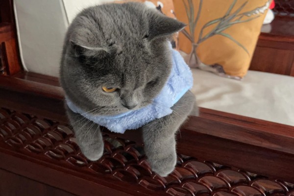 冬天预防猫咪感冒的措施，做好保暖工作是重点
