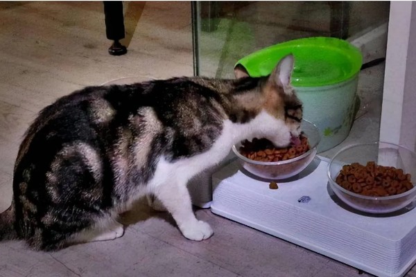 冬天预防猫咪感冒的措施，做好保暖工作是重点