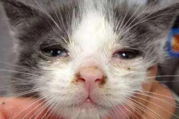 冬天预防猫咪感冒的措施，做好保暖工作是重点