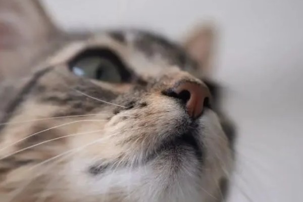 冬天预防猫咪感冒的措施，做好保暖工作是重点