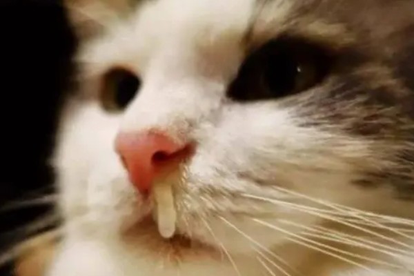 冬天预防猫咪感冒的措施，做好保暖工作是重点