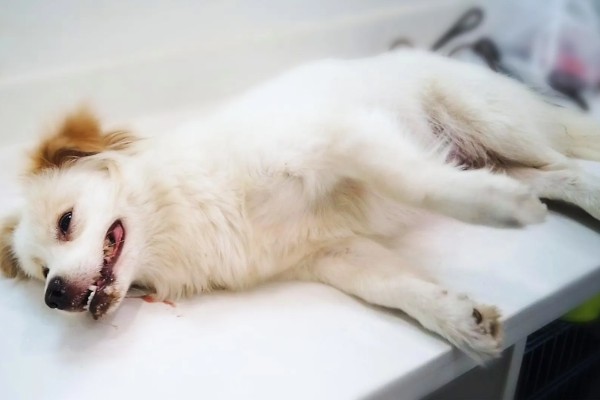 宠物狂犬病的诊断要点,会表现出病犬行为异常、不听呼唤等