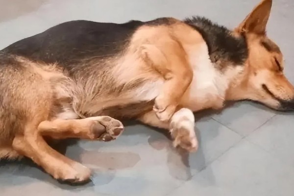 宠物狂犬病的诊断要点,会表现出病犬行为异常、不听呼唤等