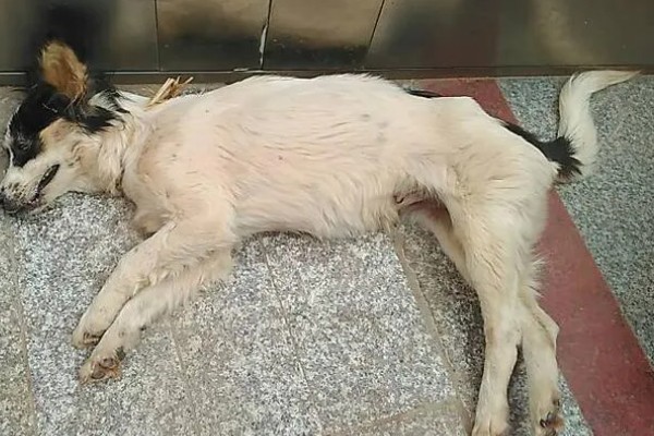 宠物狂犬病的诊断要点,会表现出病犬行为异常、不听呼唤等
