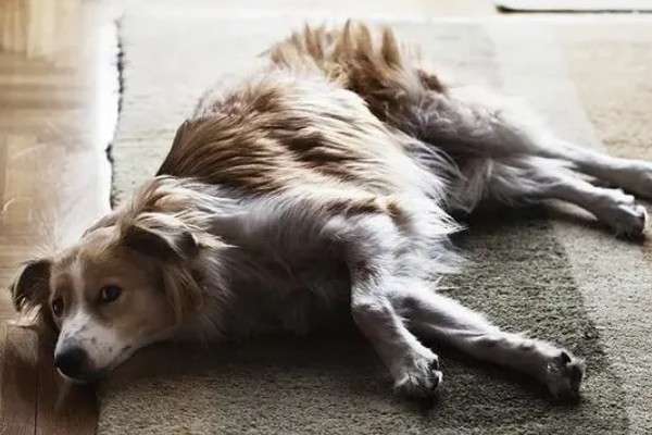 宠物狂犬病的诊断要点,会表现出病犬行为异常、不听呼唤等