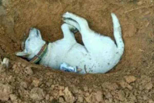 宠物狂犬病的诊断要点,会表现出病犬行为异常、不听呼唤等