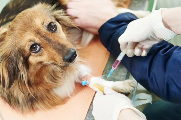 宠物狂犬病的诊断要点,会表现出病犬行为异常、不听呼唤等