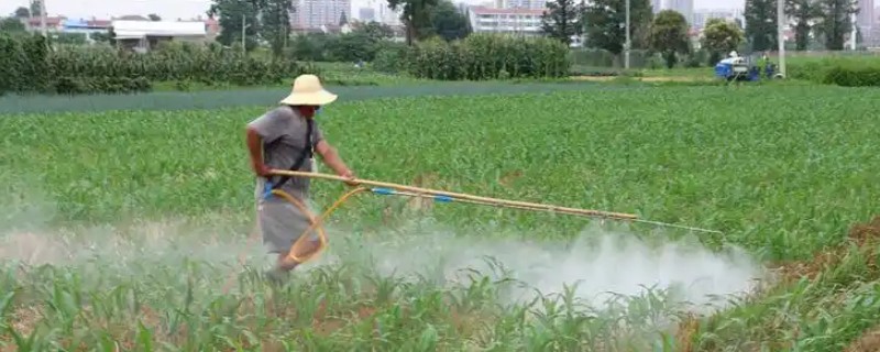 玉米播后苗前除草剂的施用效果如何提高，要注意喷药时间