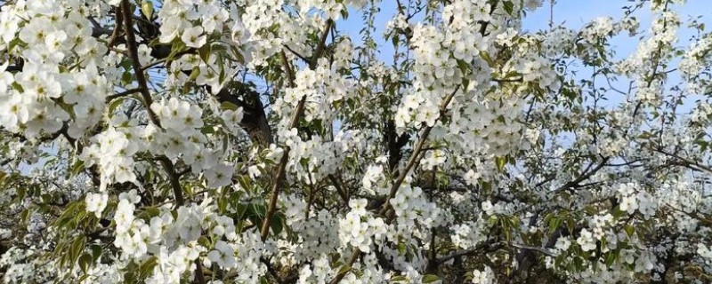 梨树如何人工授粉，在开花当日或是次日进行