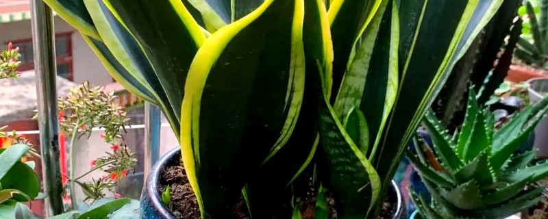 虎皮兰叶片缺水有什么信号，可以用手指插入土壤中查看