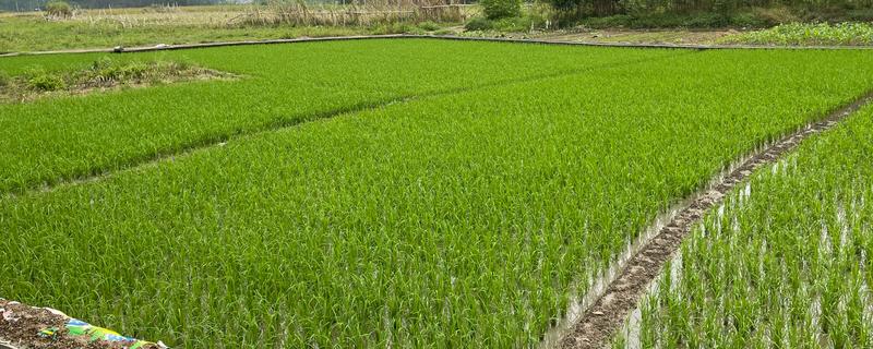 水稻怎么种植，先浸种催芽