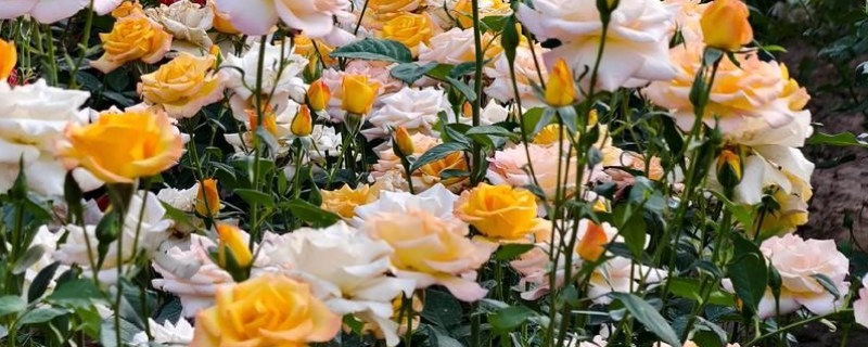 月季的品种，常见的有藤本月季、仙境月季等