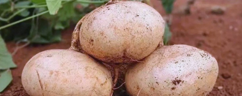 凉薯常见的病虫害防治方法，不同病虫害的防治方法不同