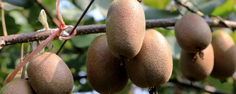 猕猴桃的亩产量，通常在1000-1500公斤左右