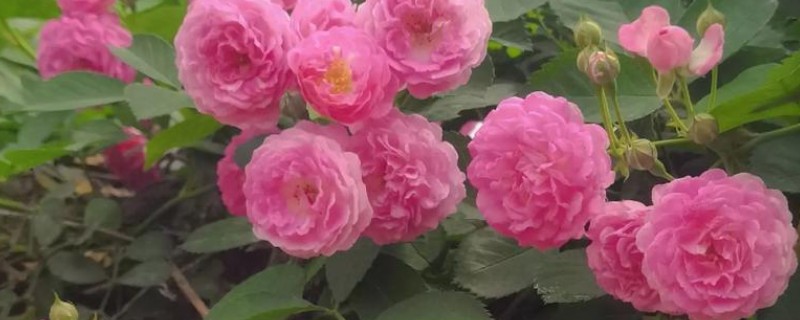 蔷薇花蔫了怎么解决，浇水太多要把积水排干