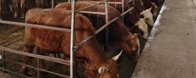 新买的牛回家怎样调理，休息5-6小时后再限量饮水