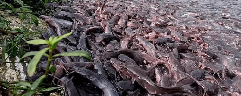 鲶鱼可以长多大，一般都不会超过10公斤