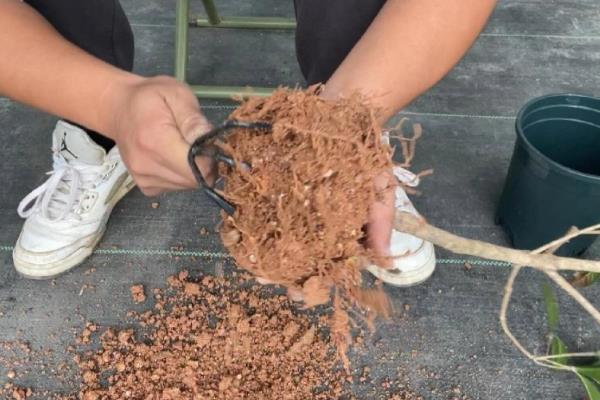 怎么养四季桂花树盆栽，要每隔1-2年更换一次盆土