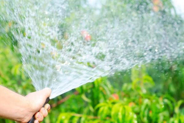 怎么养四季桂花树盆栽，要每隔1-2年更换一次盆土