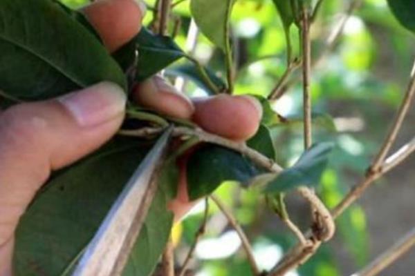 怎么养四季桂花树盆栽，要每隔1-2年更换一次盆土