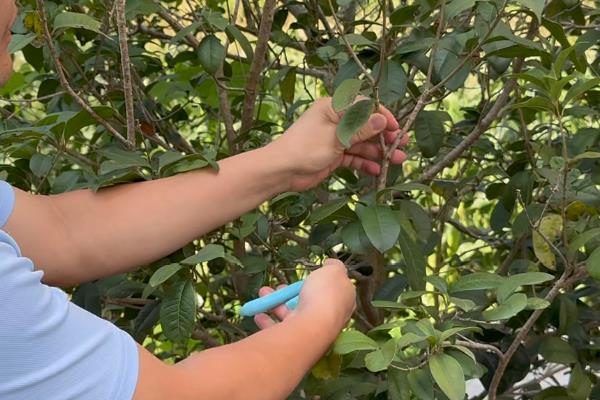 怎么养四季桂花树盆栽，要每隔1-2年更换一次盆土