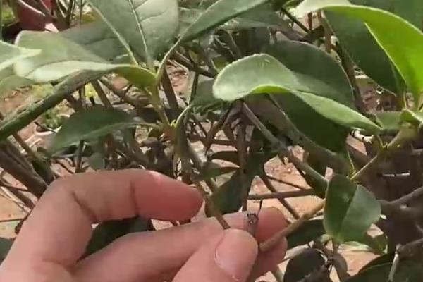 怎么养四季桂花树盆栽，要每隔1-2年更换一次盆土