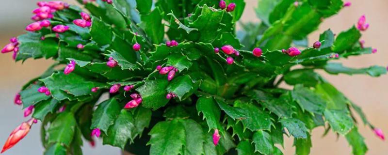 蟹爪兰花怎样养，适宜温度为25度左右