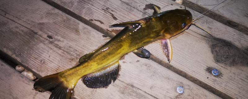 黄颡鱼的养殖周期，养殖周期通常约为12-13个月