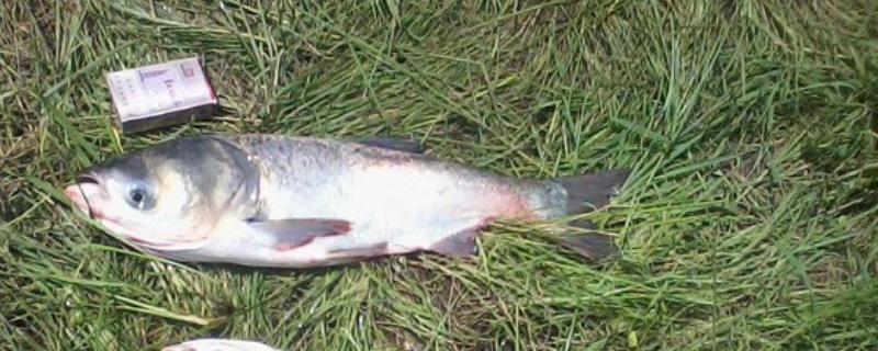 钓鲢鱼用什么鱼钩，最好选择钩门宽一点的