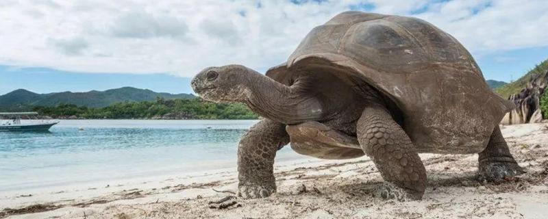 亚达伯拉象龟简介，是常见的一种大型陆龟