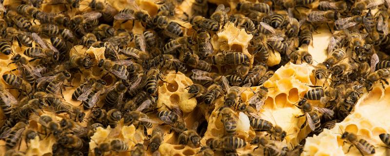 蜜蜂怎么养殖，可以采用标准蜂箱养殖