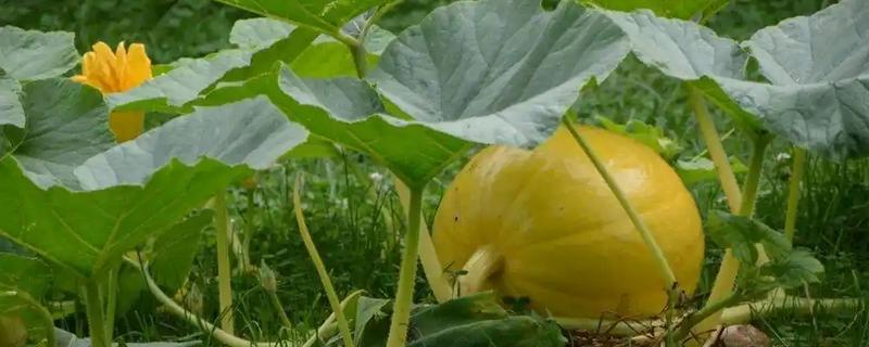 南瓜的种植前景，因地而异