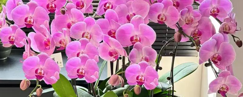 蝴蝶兰的寓意，寓意高洁、高雅