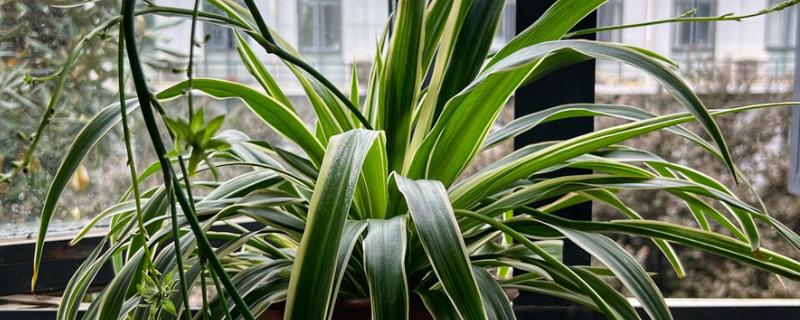 吊兰叶子发软如何补救，可以及时进行松土换盆