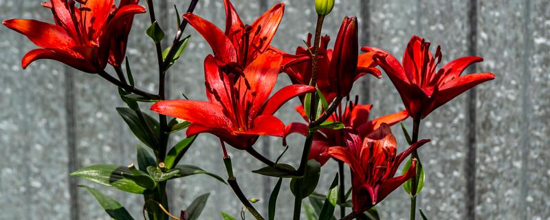 火百合的花语，寓意热烈的爱