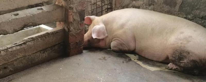 母猪呕吐如何治疗，先看原因再针对性治疗