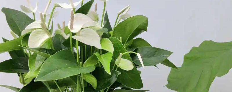 白掌有哪些特点，几乎一年四季均可开花