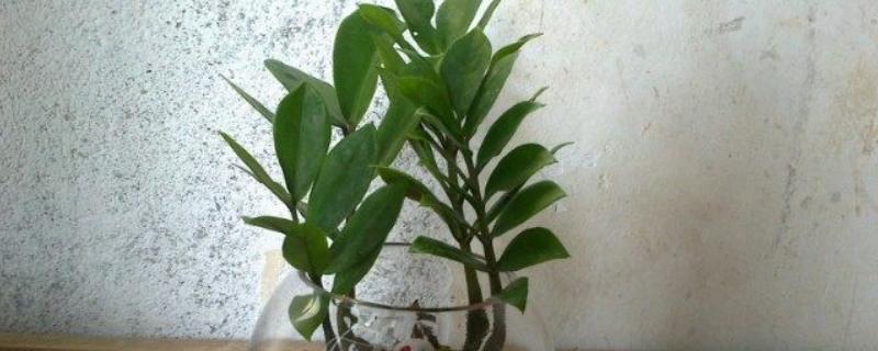 金钱树怎样水培生根快，选择口径较小、深度较大的容器