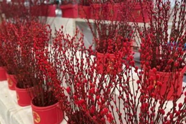 银柳能养多久，能养1年以上