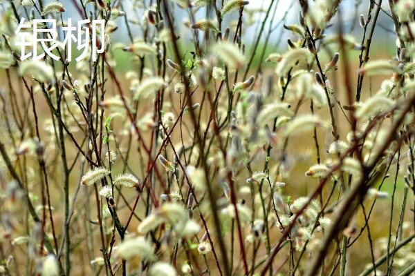 银柳能养多久，能养1年以上