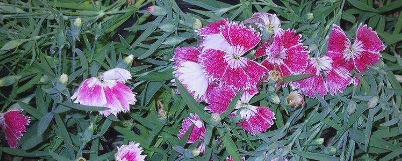 双子叶植物的特征，种子上会长有2片子叶