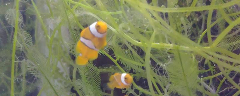 小丑鱼喂什么饲料好，可喂食人工合成的鱼饲料